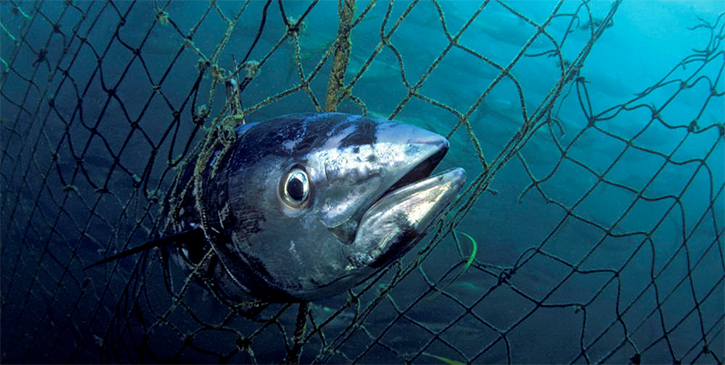 Tuna Seharga 117 Ribu Dolalr