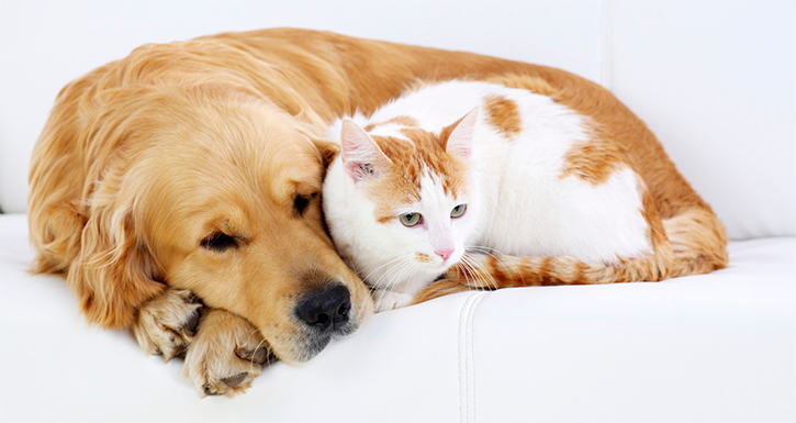 Anjing dan Kucing, Mana yang Paling Nurut?