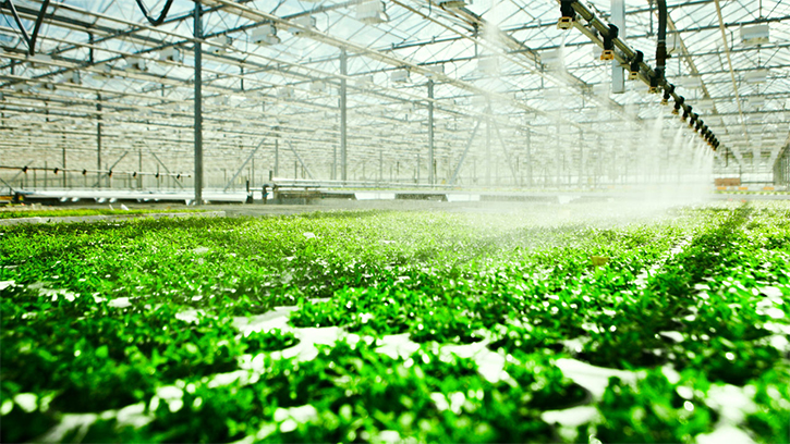 Menanam Setiap Saat dengan Hydroponic Farming