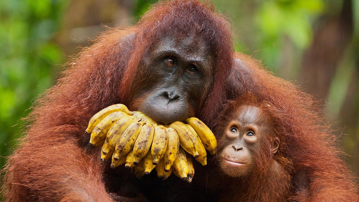 Hanya Tinggal 75 Ribu Orang Utan di Kalimantan