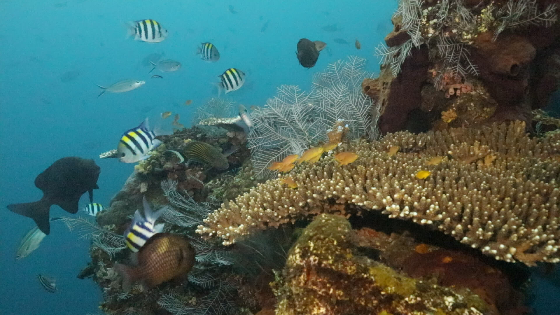 Tulamben, Spot Diving Bersejarah di Timur Bali