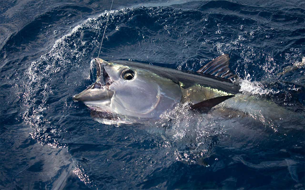 Ikan Tuna Sirip Kuning, Ikan Termahal di Indonesia