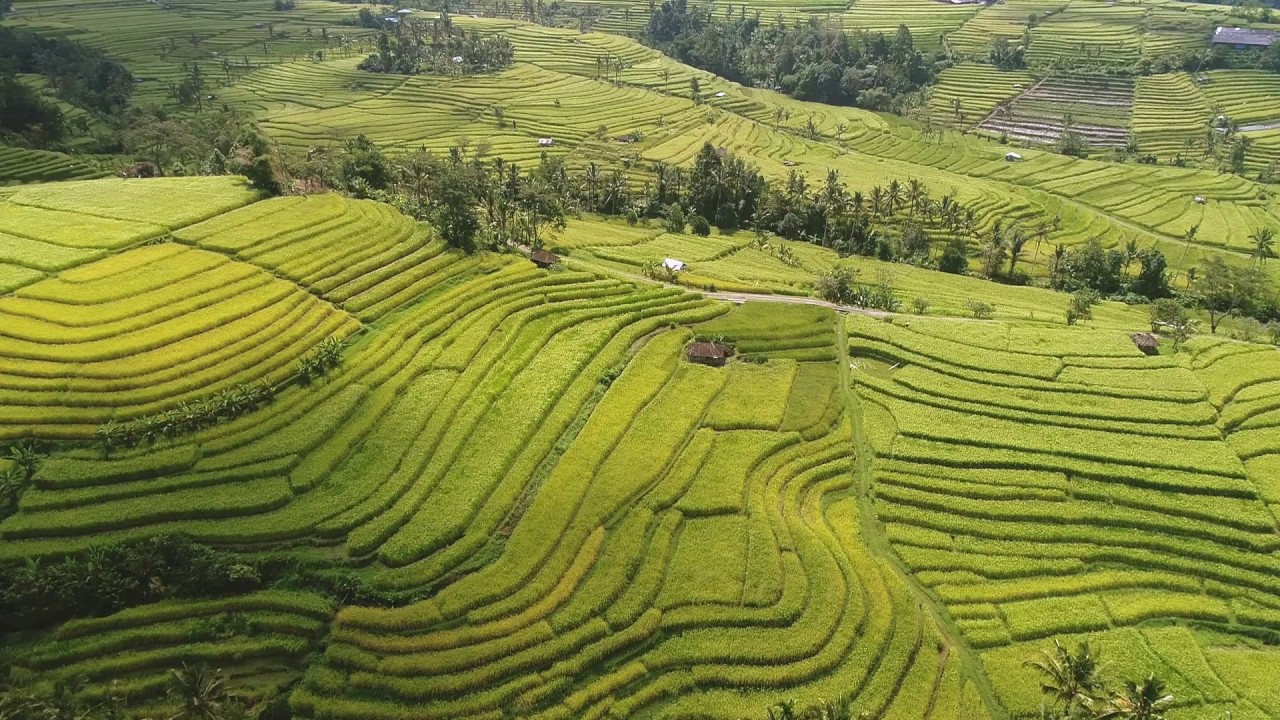 3 Wisata Sawah Terasering di Indonesia