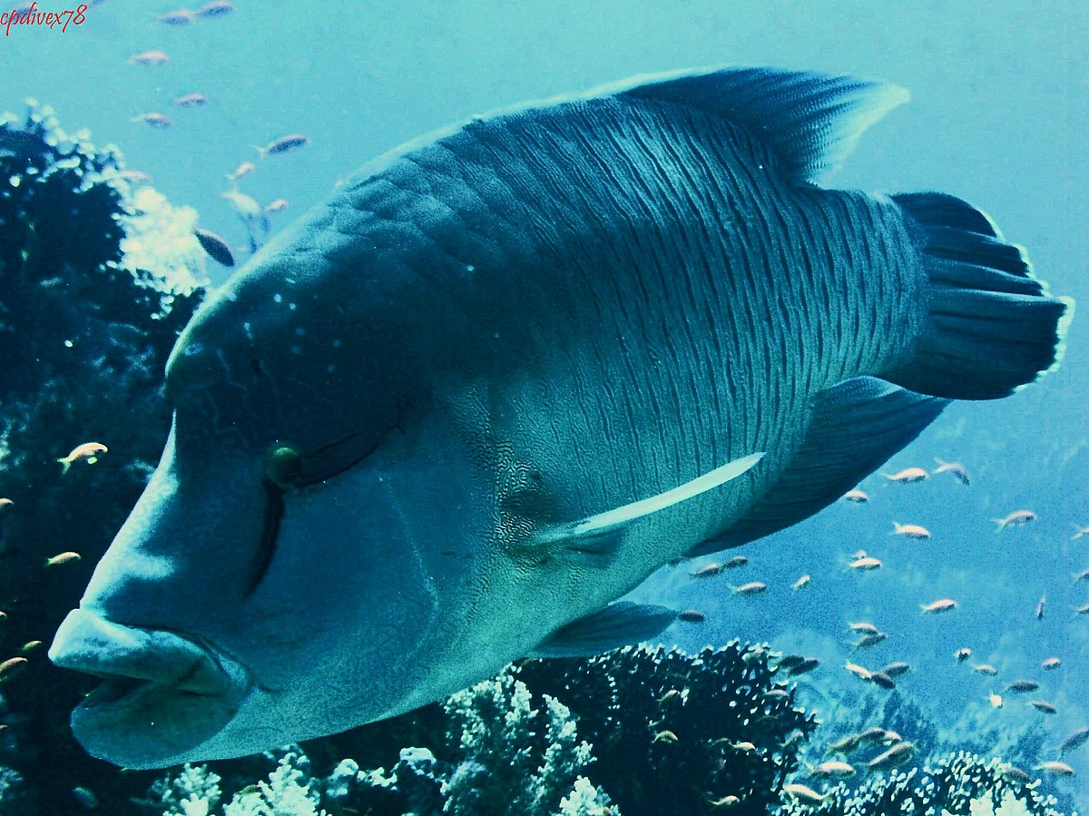 Kisah Ikan Napoleon yang Harganya Bisa 1 juta per Kilo di Luar Negeri