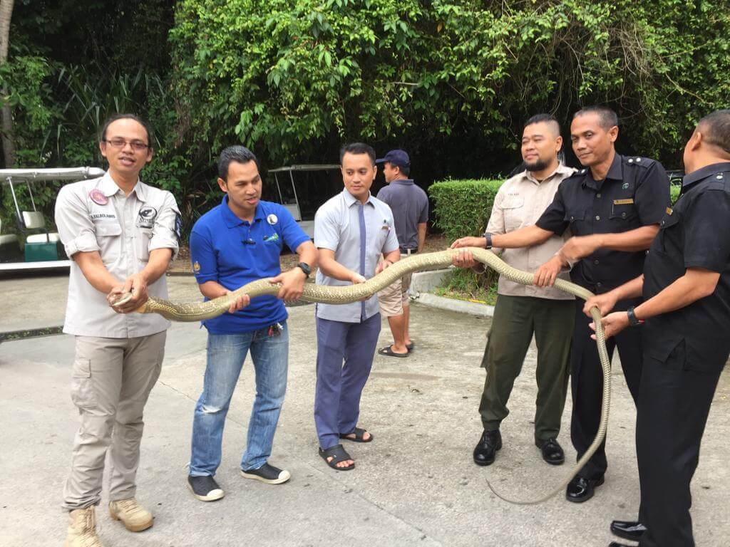 Sioux Ajak Masyarakat Lebih Peduli dengan Ular