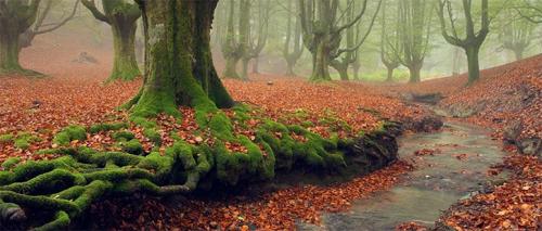 These 5 Fantastic Forests are Real!