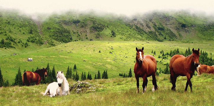 Beautiful Side of Romania