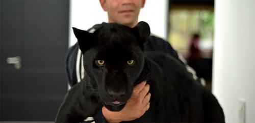Black Jaguar White Tiger Foundation