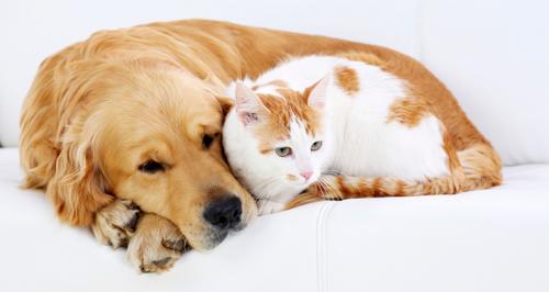 Anjing dan Kucing, Mana yang Paling Nurut?