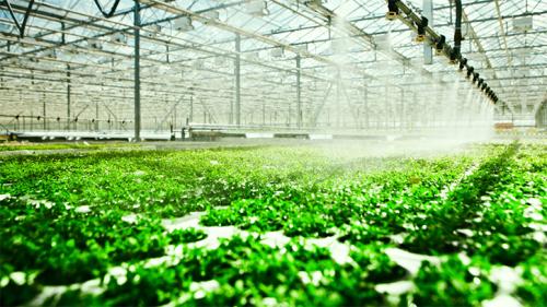 Menanam Setiap Saat dengan Hydroponic Farming