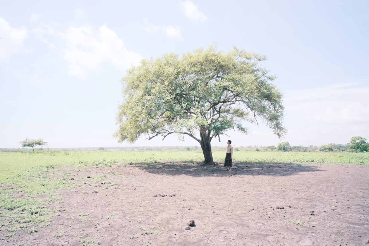 Pohon di tanah gersang