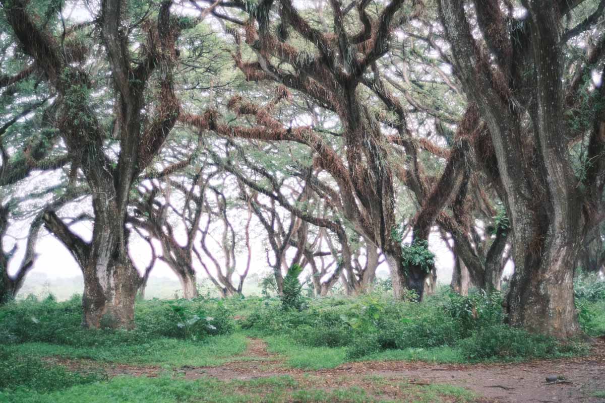 Pepohonan yang mempesona di Hutan De Djawatan