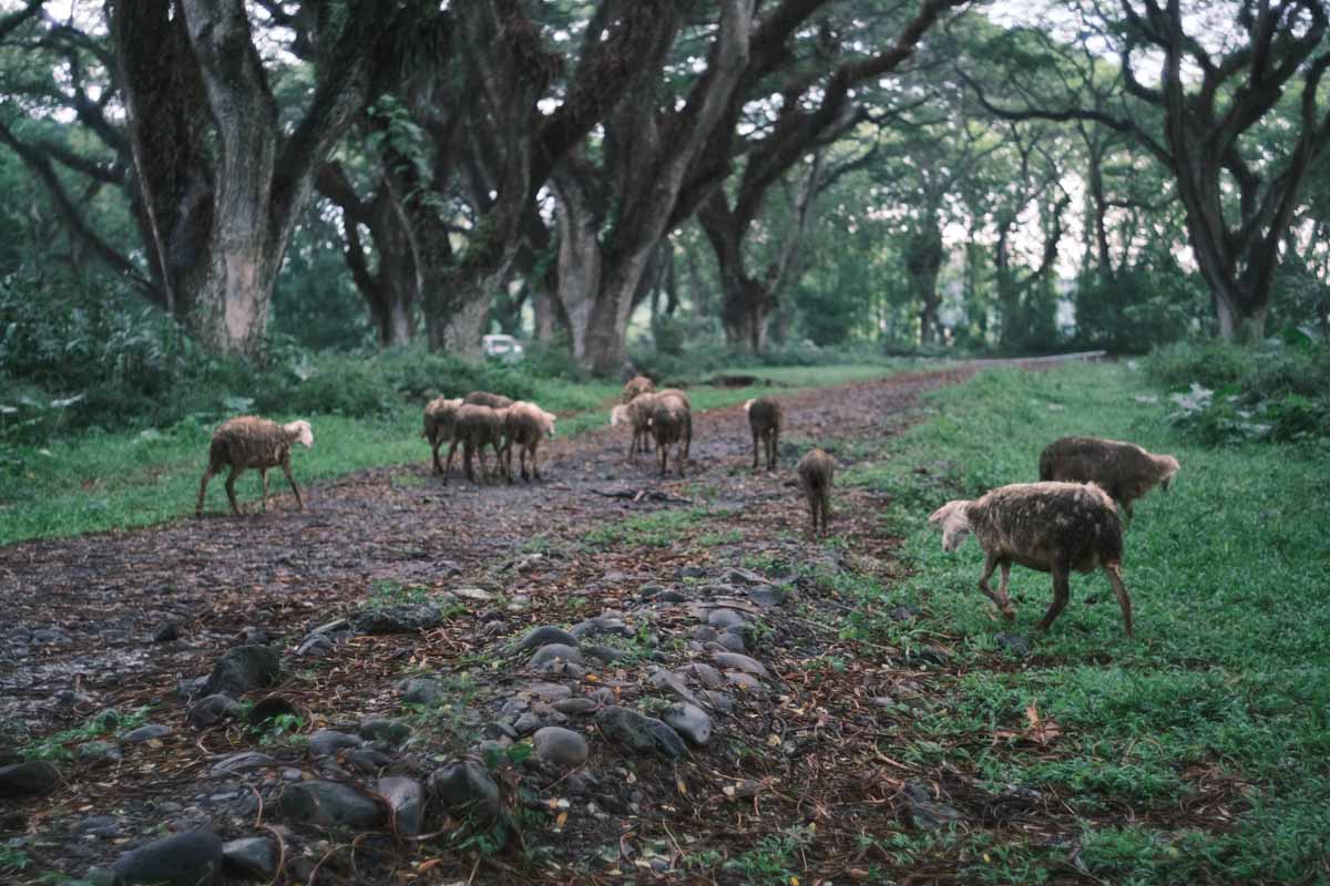 Gerombolan Kambing Melintas dengan Santai di Tengah Hutan