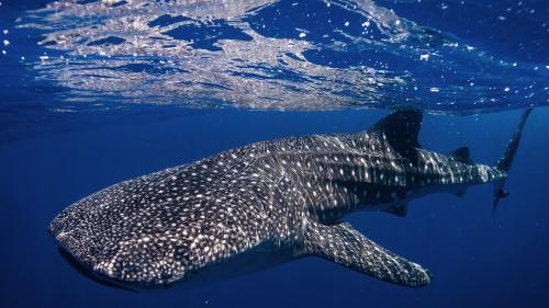 Tips Berenang Seru dan Aman bareng Hiu Paus