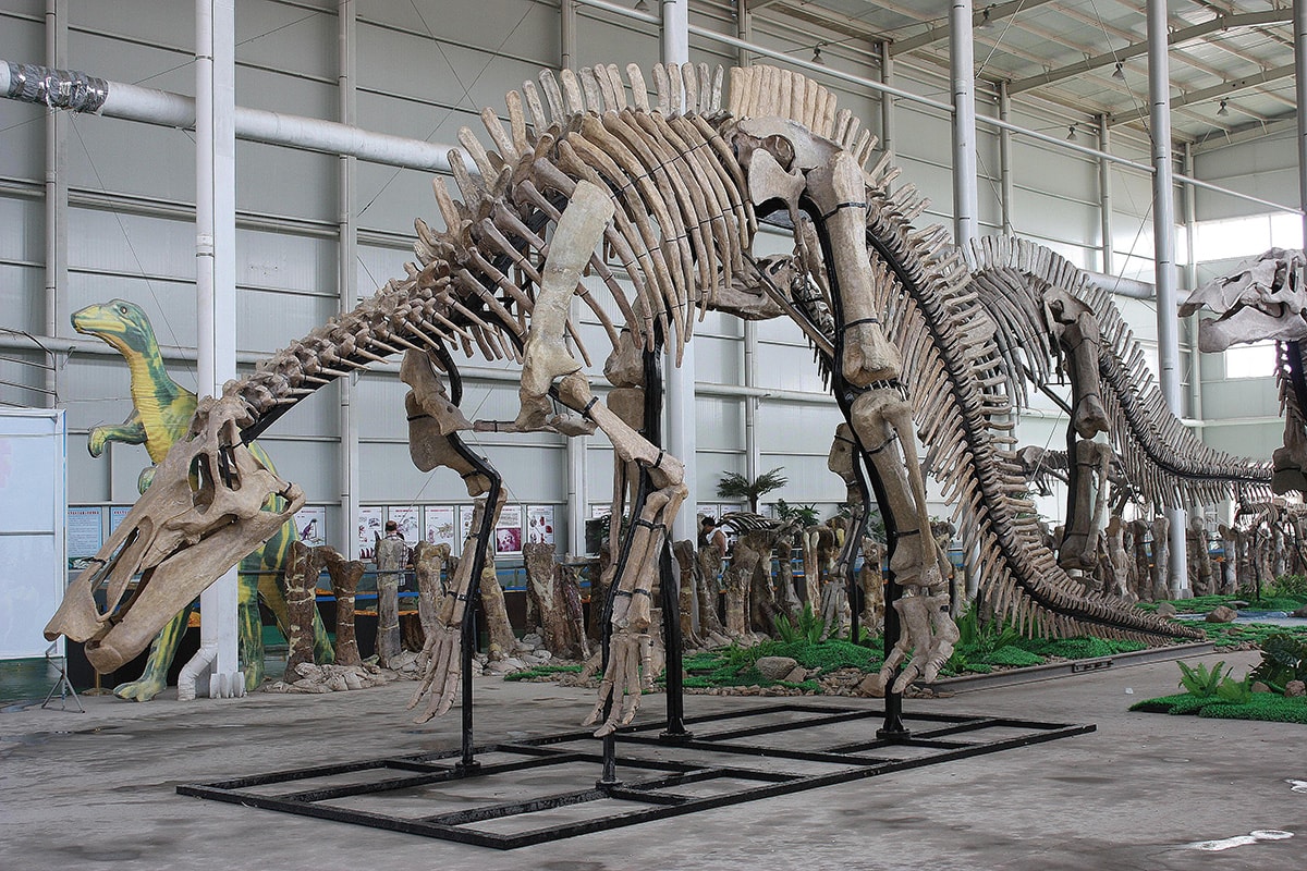 MLDSPOT | Sekarang Lo Berkesempatan Punya Fosil Dinosaurus Sendiri di ...