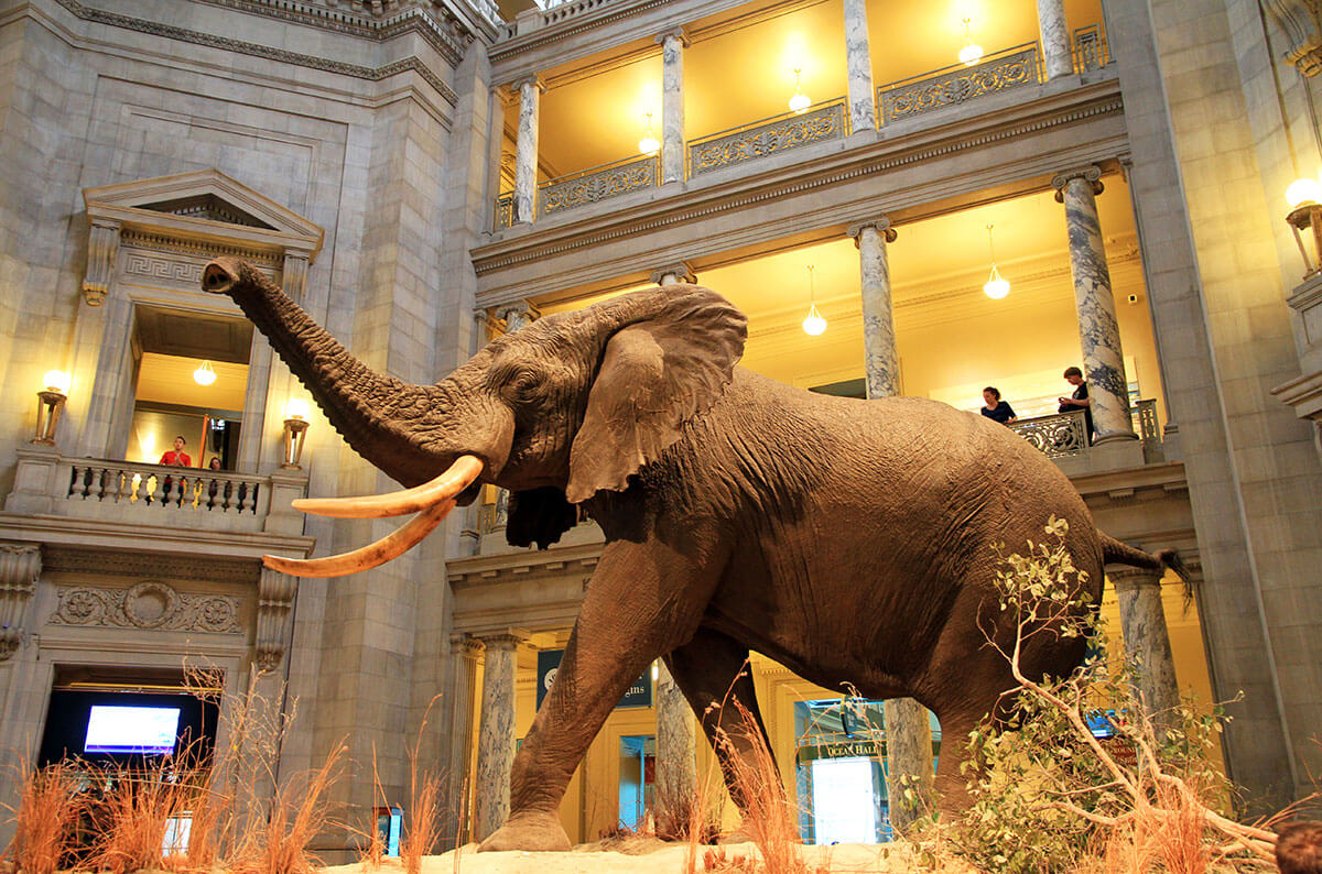 National Museum of Natural History, 6 juta pengunjung