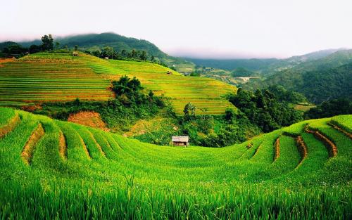 Ini Sawah Terasering Terbaik di Indonesia