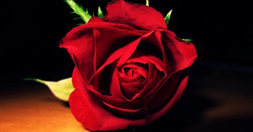 Say it with The Right Roses