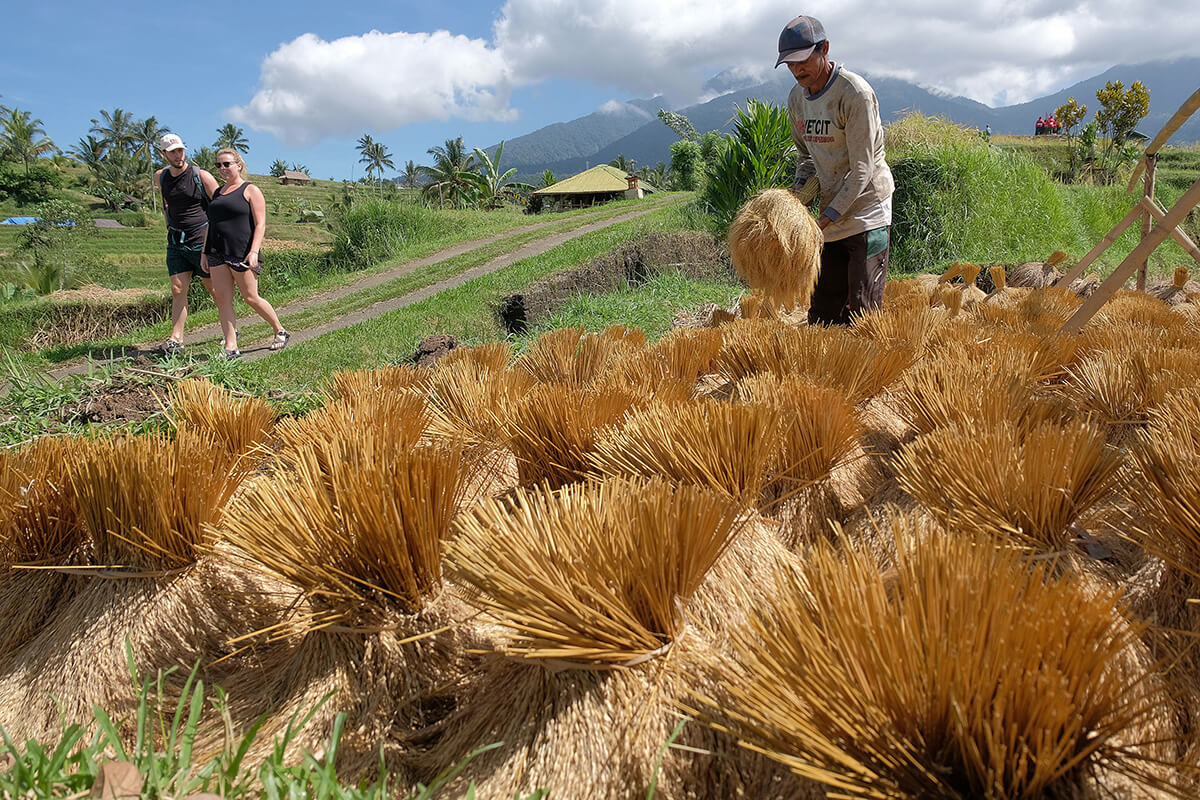 Petani Bali sedang memanen padi hasil tanam, dengan dua wisatawan asing yang sedang melintas.