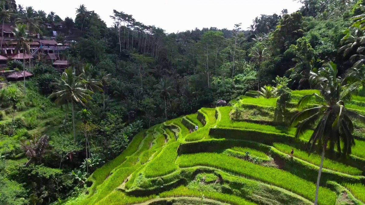  Sawah Bali yang sangat hijau, dibuat dengan sistem terasiring, ada pohon kelapa dan rumah-rumah warga.