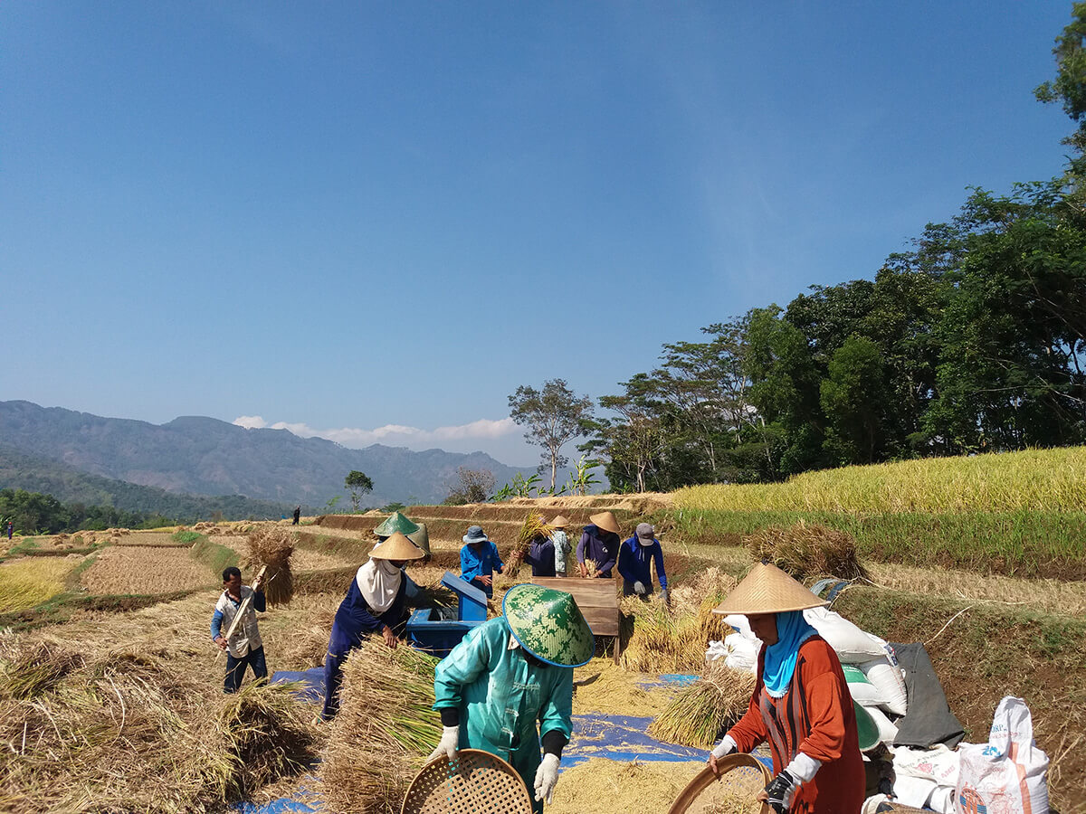 Petani desa yang bekerja sama dalam mengurus sawah, padi berwarna kuning kecokelatan tanda siap panen
