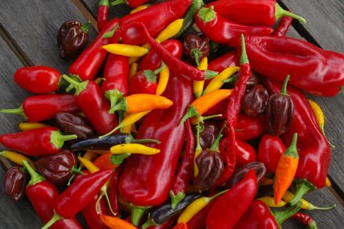 5 Cabai Terpedas di Dunia