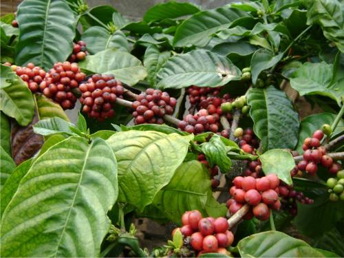 Wisata Kebun Kopi Terbaik di Indonesia