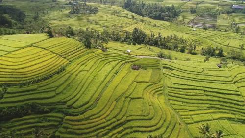 3 Wisata Sawah Terasering di Indonesia