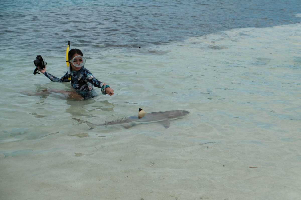 Giffi yang harus jaga jarak saat berenang dengan hiu