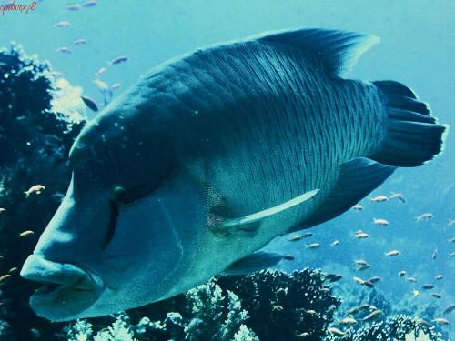 Kisah Ikan Napoleon yang Harganya Bisa 1 juta per Kilo di Luar Negeri